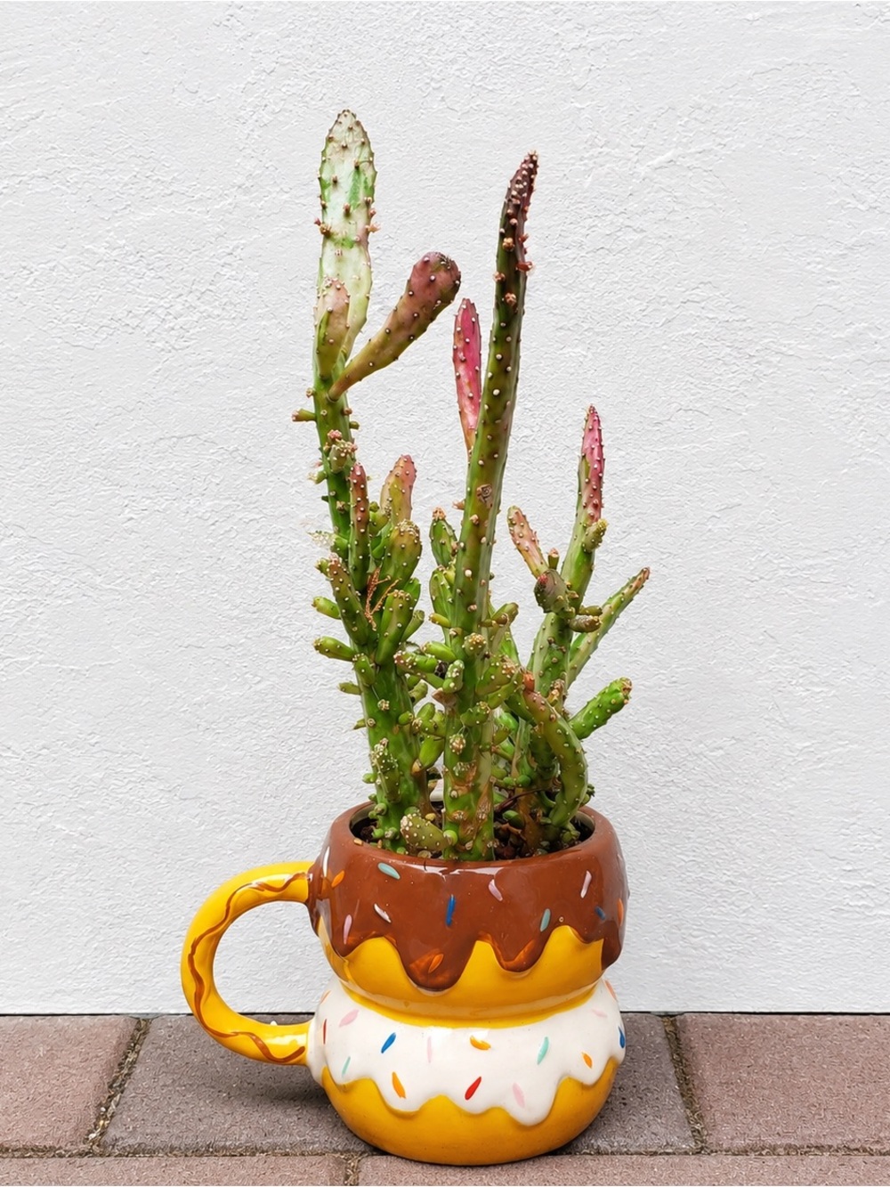 Opuntia monocantha monstrose Variegated in a Donut Cup w/ Drainage Joseph’s Coat